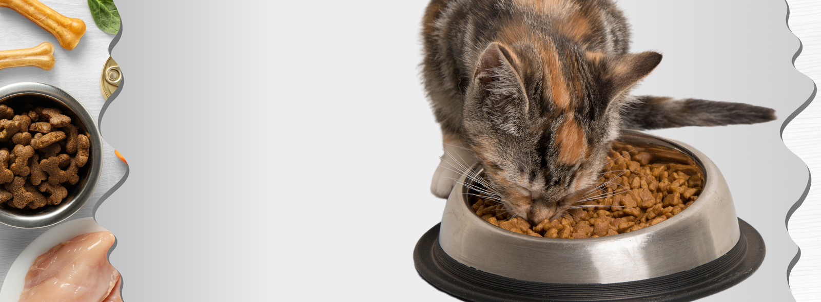 What do cats eat - a cat eating food from a bowl in a UK home
