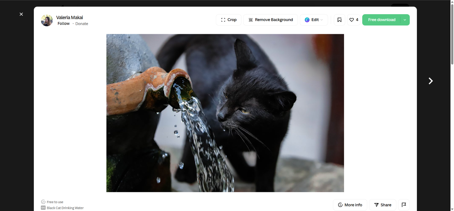 Cat not drinking water — black cat drinking from a water bowl in a UK home