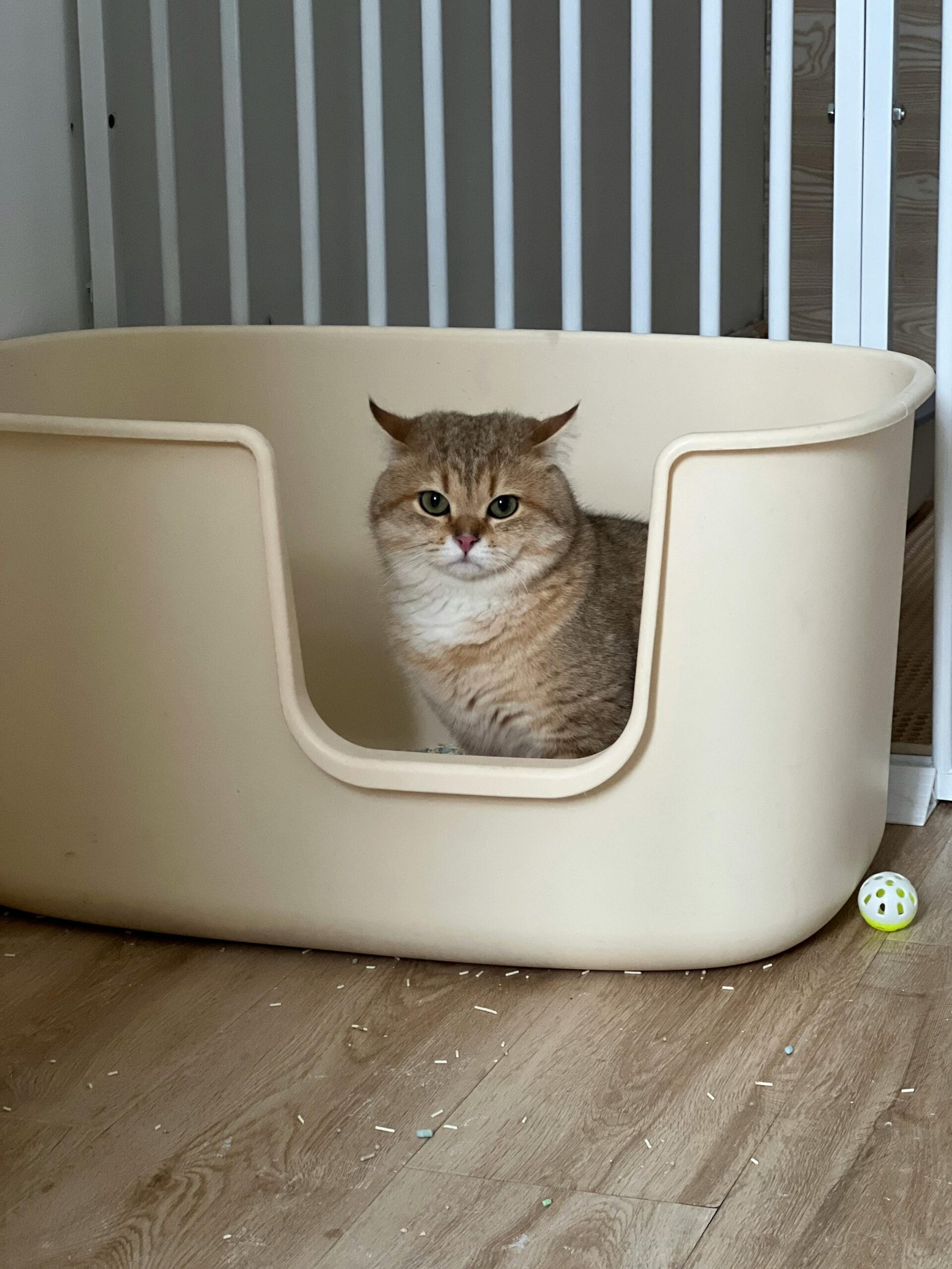Cat sitting in a litter box